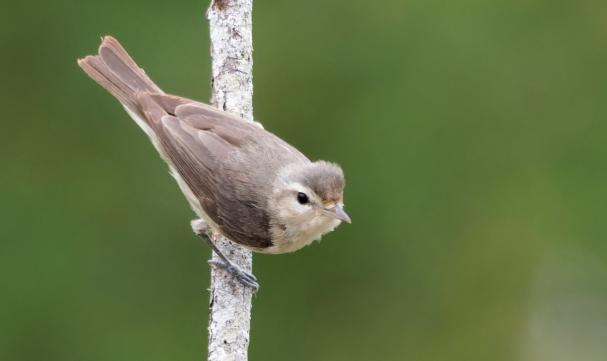Warbling Vireo (Western) - ML638859604