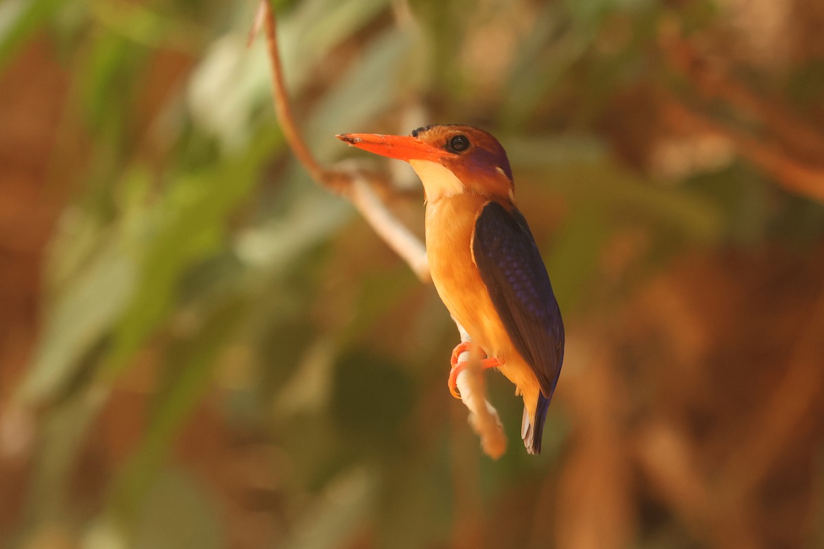 African Pygmy Kingfisher - ML638859615