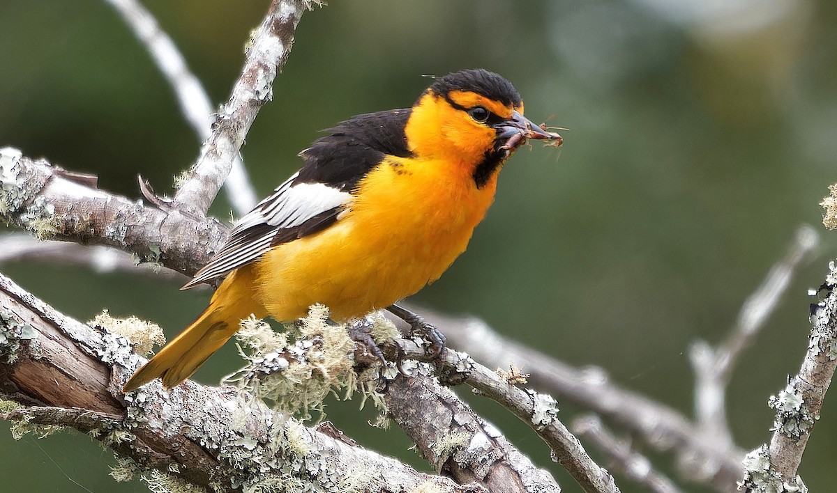 Bullock's Oriole - ML638859616