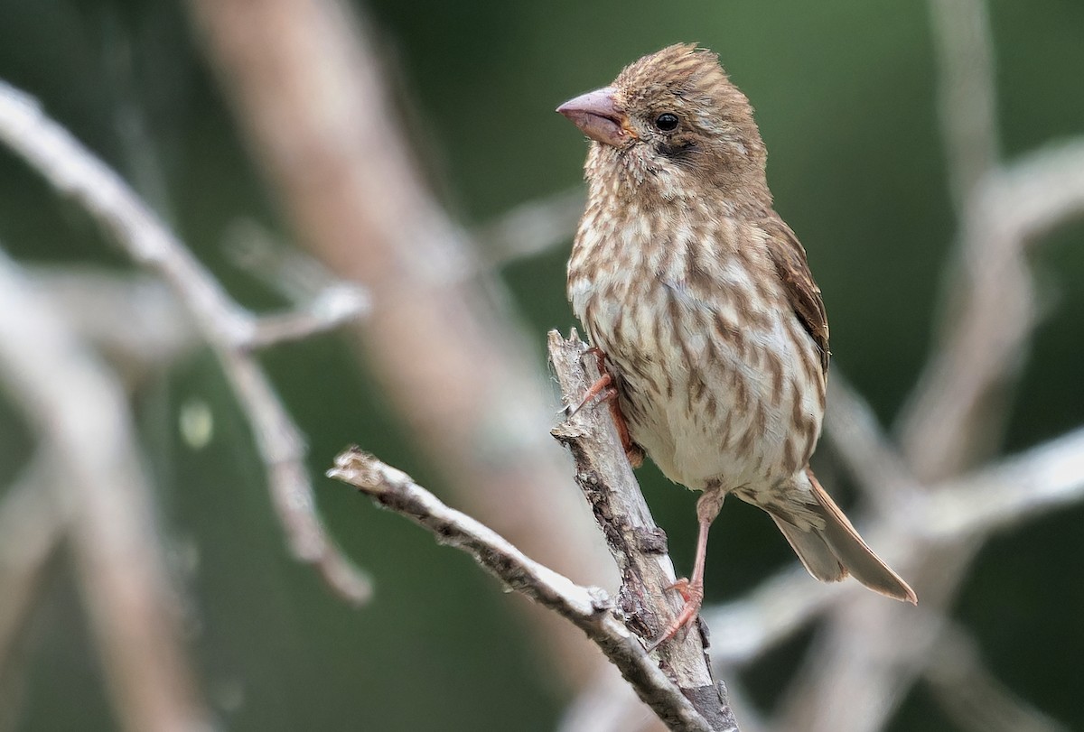 Purple Finch (Western) - ML638859646