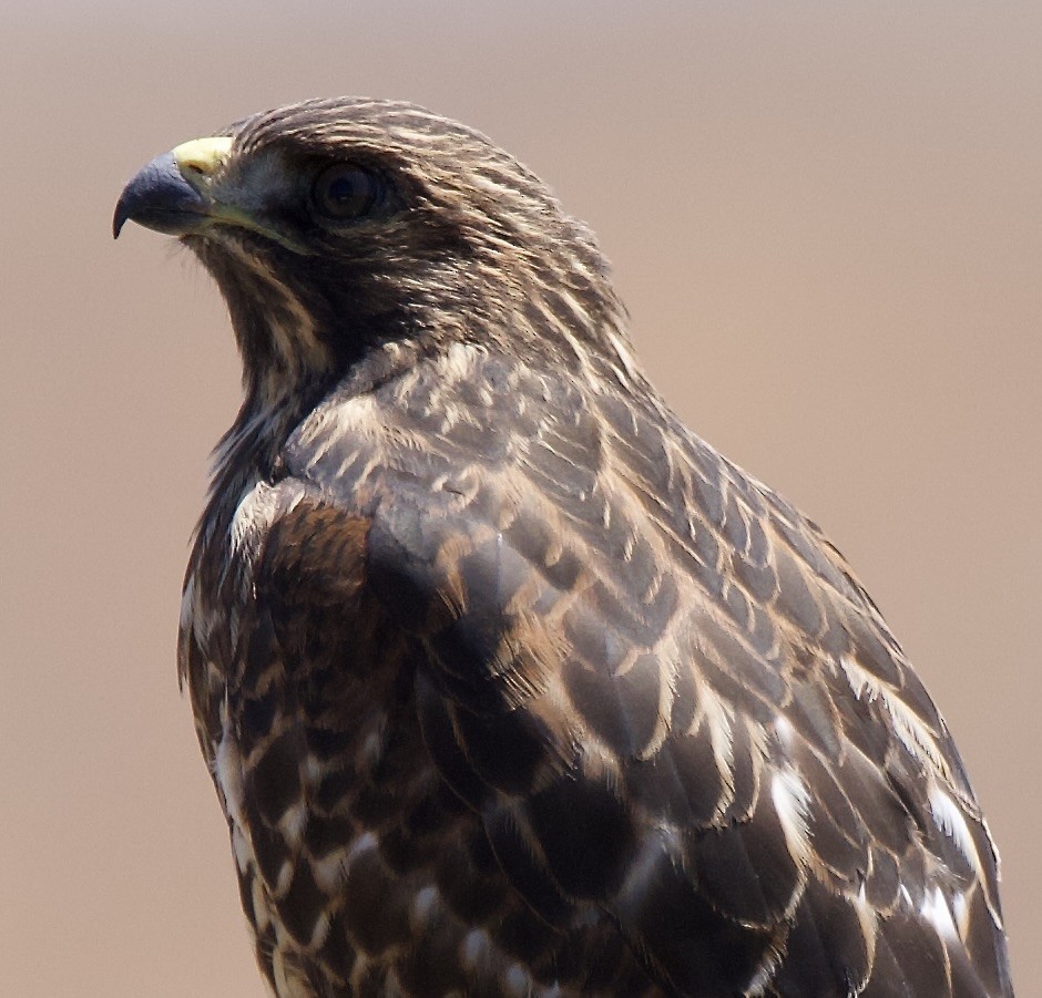 Red-shouldered Hawk - ML638859662