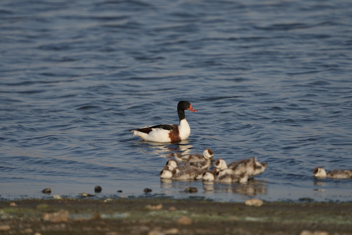Common Shelduck - ML638859671
