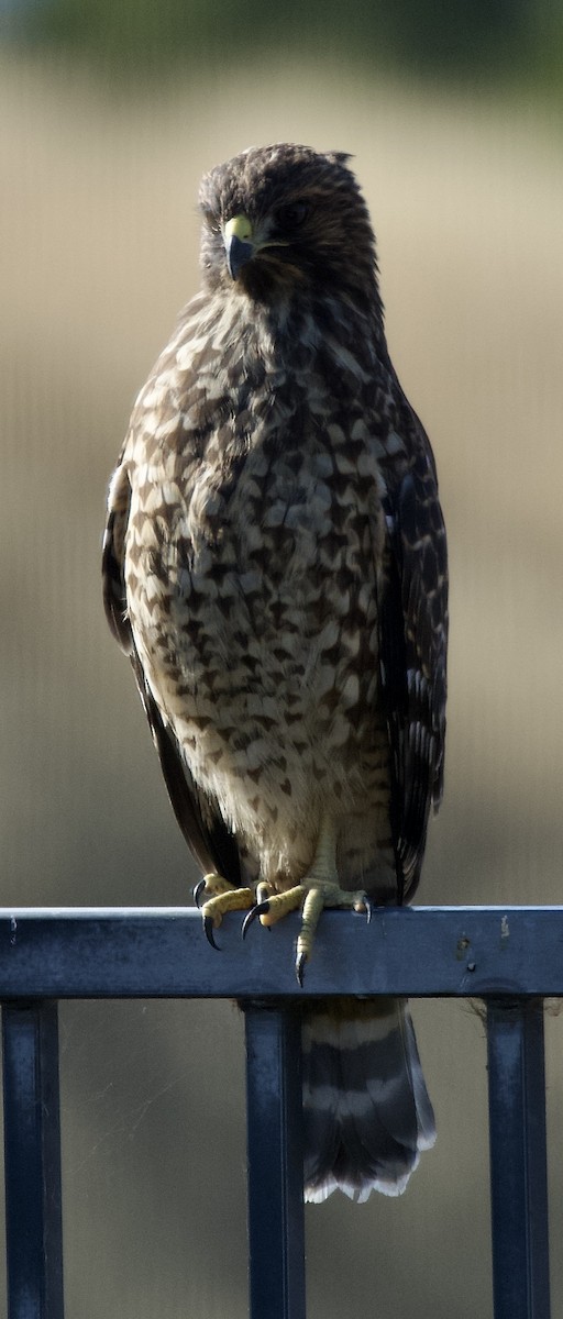 Red-shouldered Hawk - ML638859680