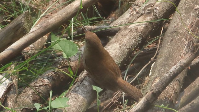 Northern House Wren - ML638859694