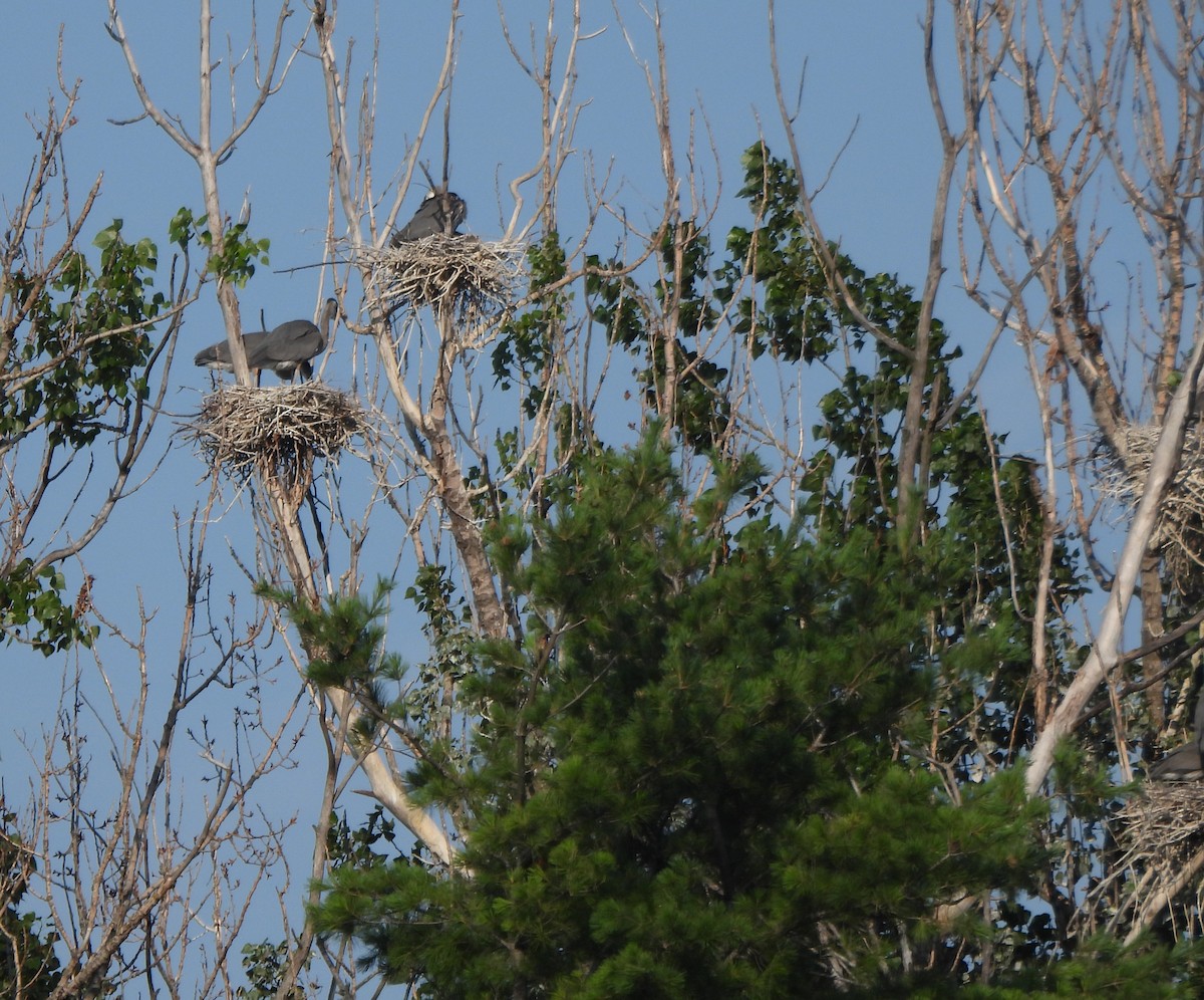 Great Blue Heron - ML638859712