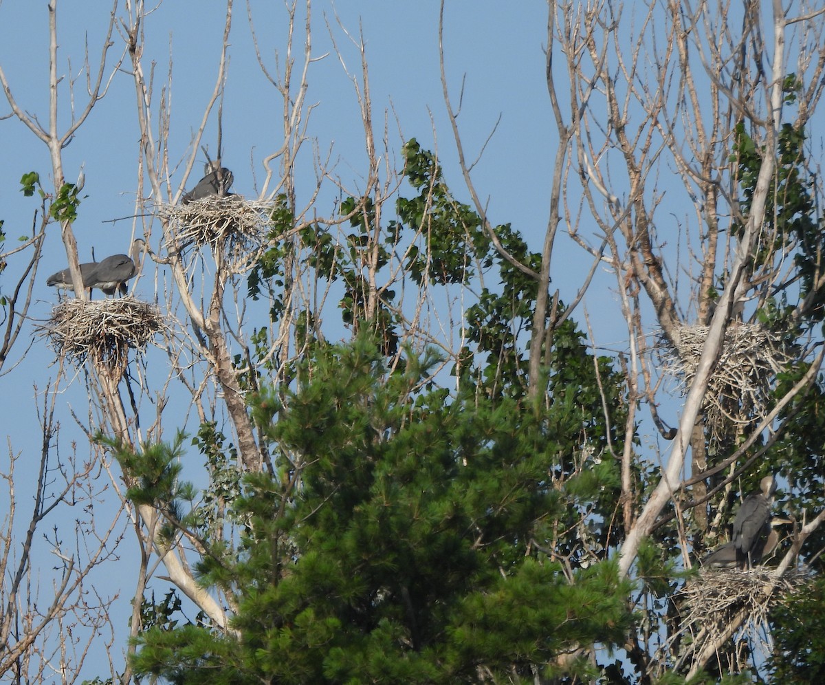 Great Blue Heron - ML638859713