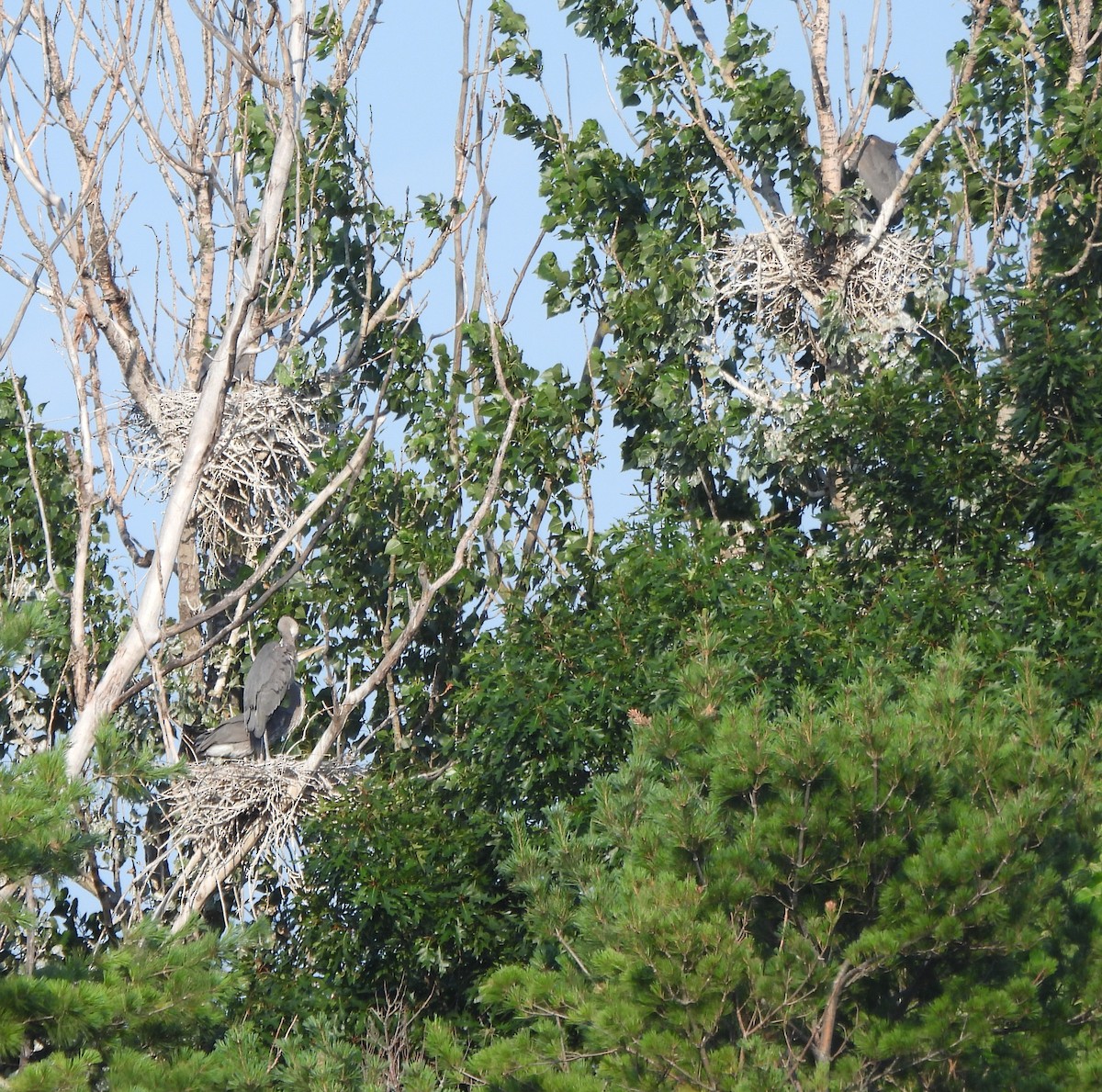 Great Blue Heron - ML638859714