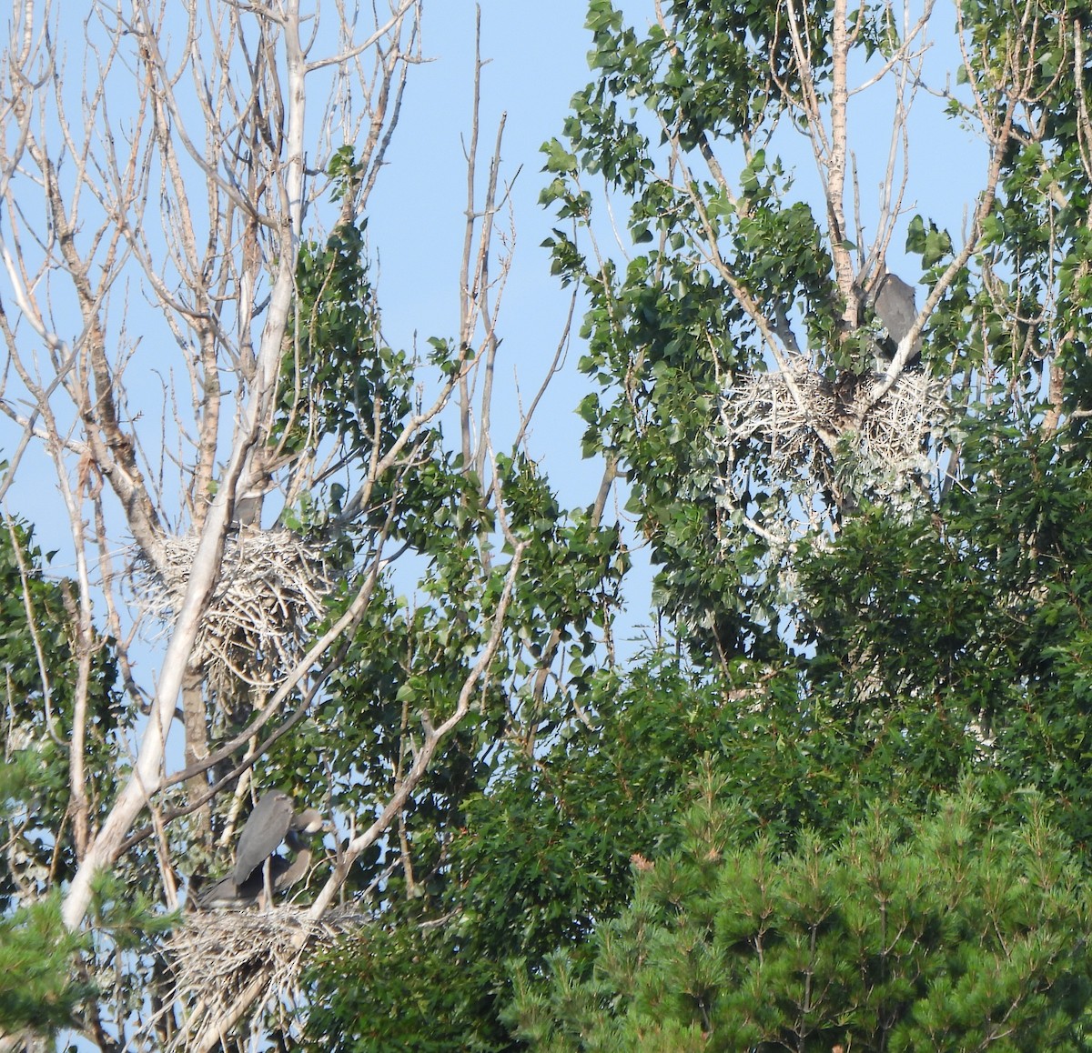 Great Blue Heron - ML638859715
