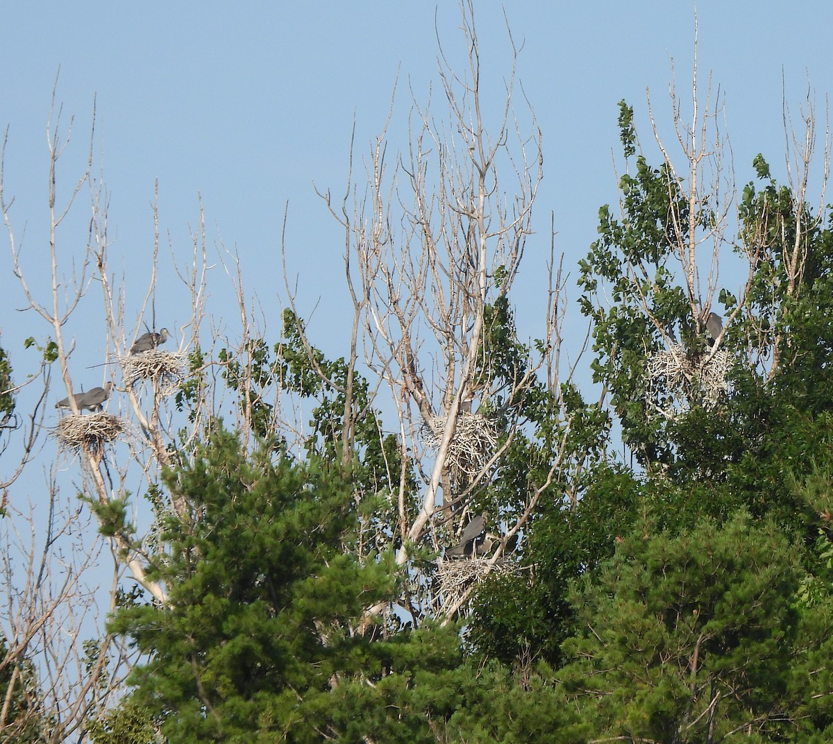 Great Blue Heron - ML638859716