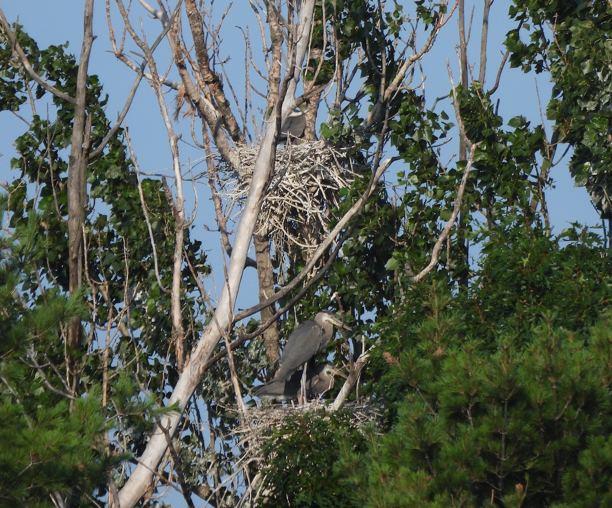 Great Blue Heron - ML638859717