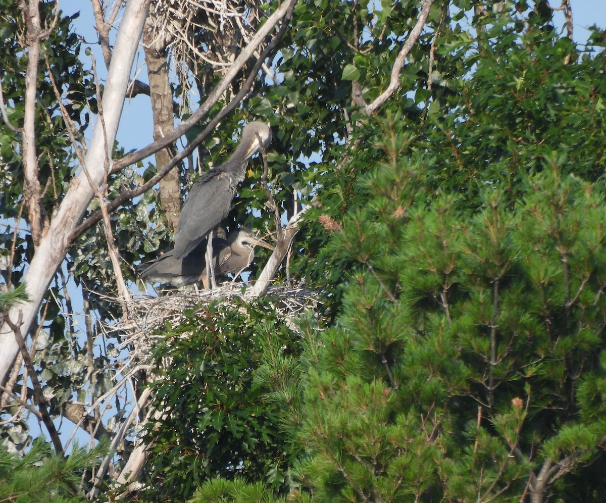 Great Blue Heron - ML638859718