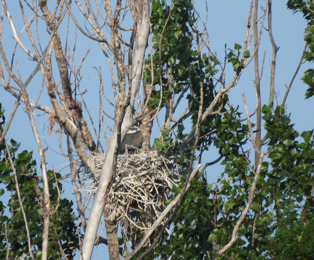 Great Blue Heron - ML638859720