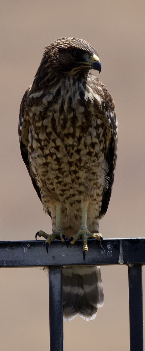 Red-shouldered Hawk - ML638859722