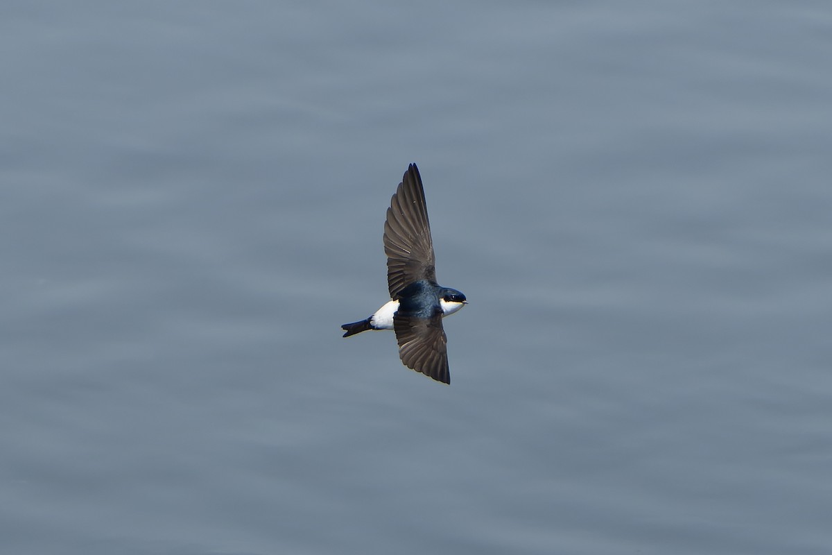 Western/Siberian House-Martin - ML638859733