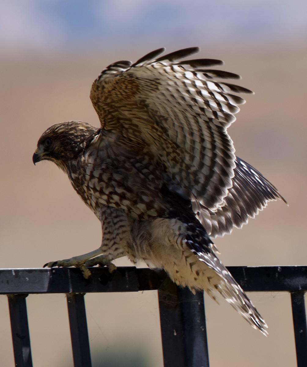Red-shouldered Hawk - ML638859742