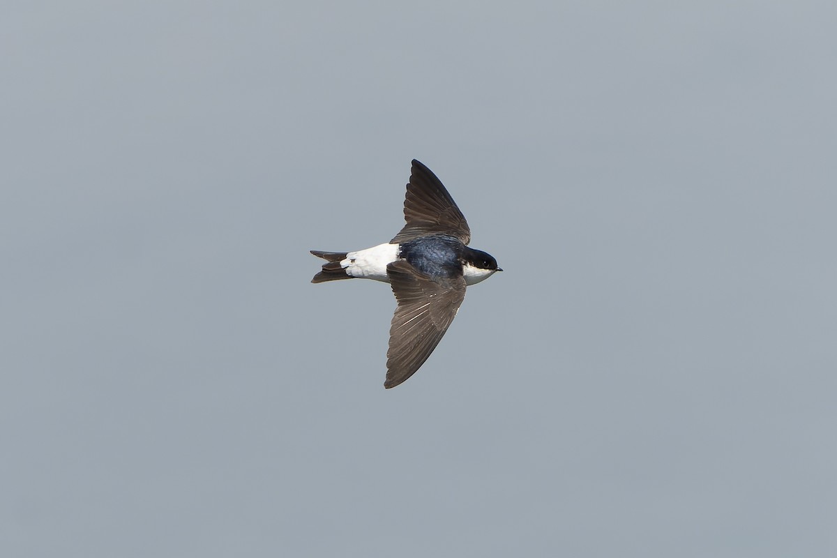 Siberian House-Martin - ML638859748