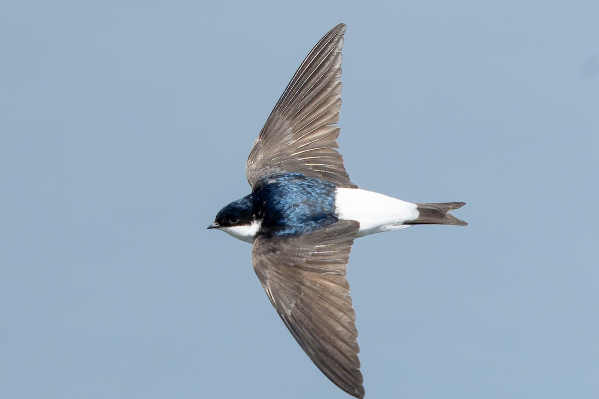 Siberian House-Martin - ML638859749
