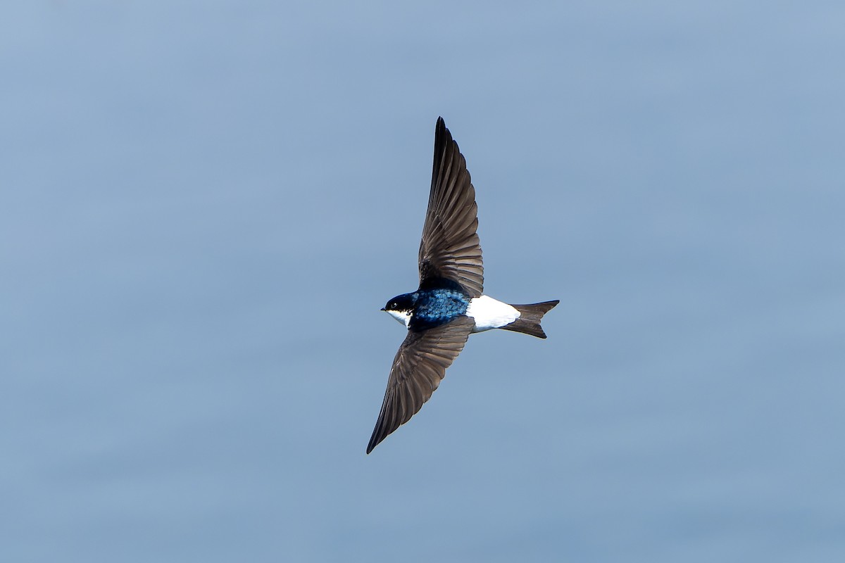 Siberian House-Martin - ML638859750