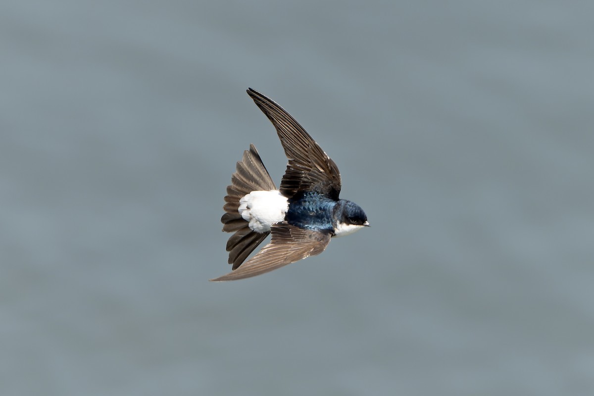 Siberian House-Martin - ML638859752