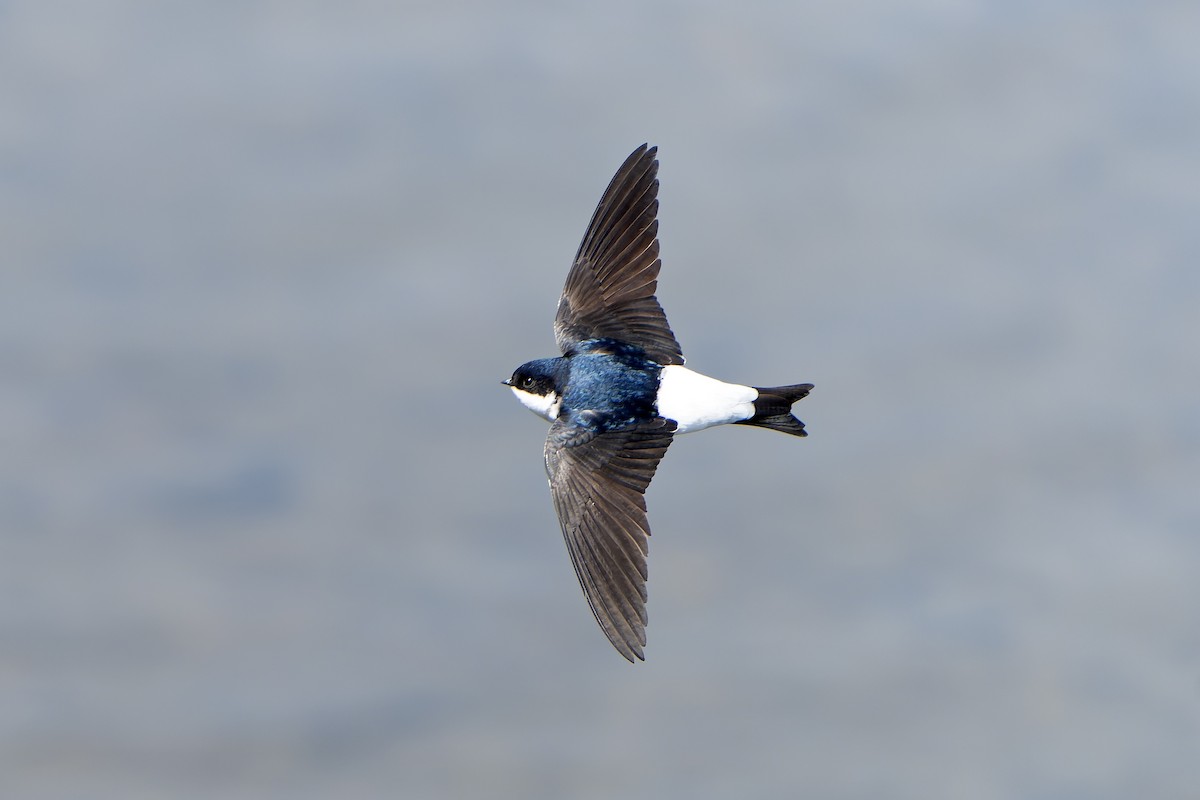 Siberian House-Martin - ML638859754