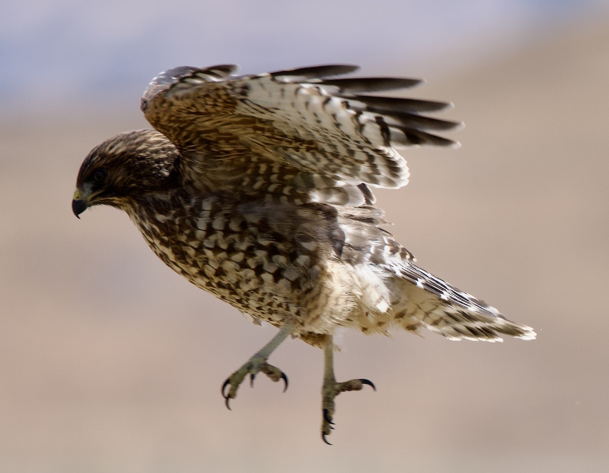 Red-shouldered Hawk - ML638859759
