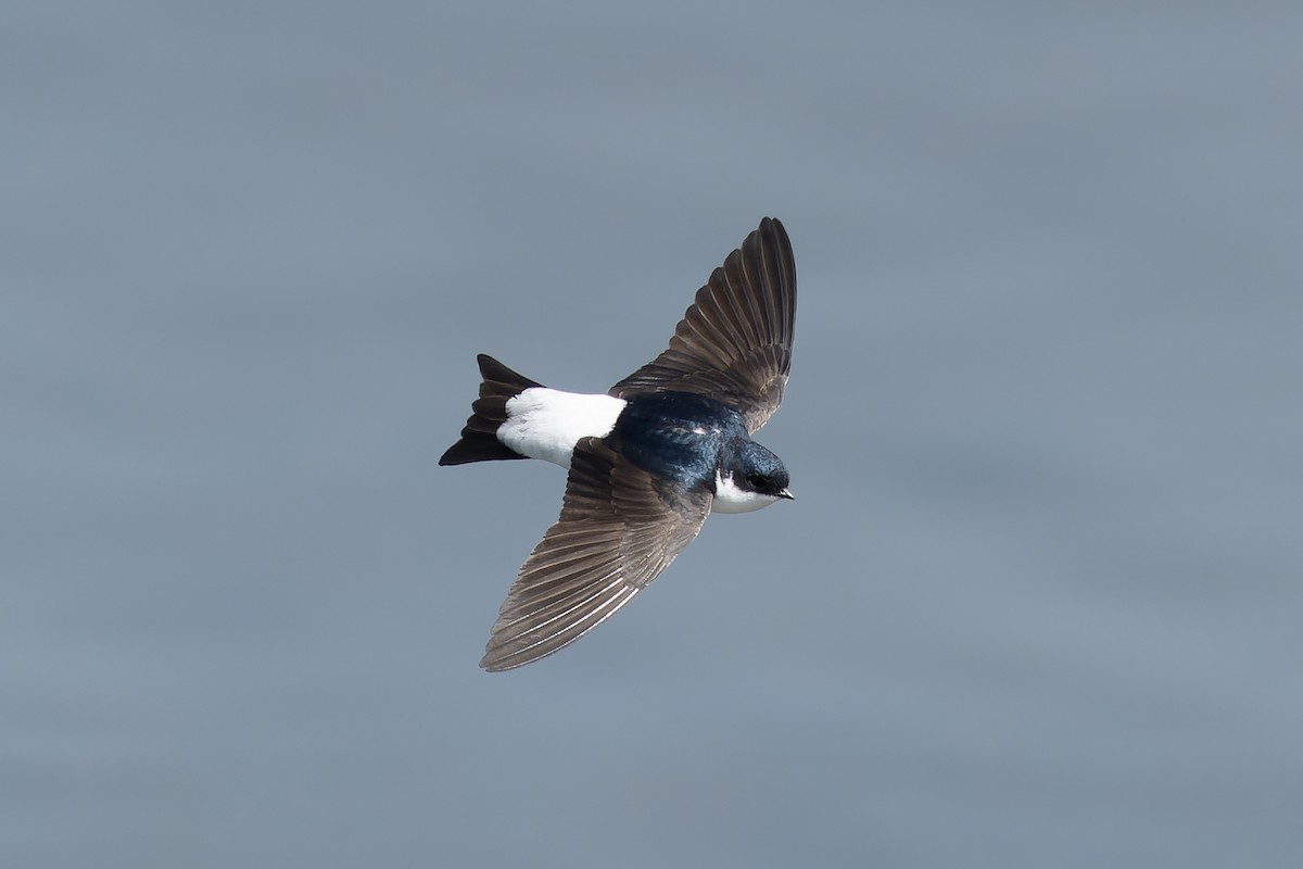 Siberian House-Martin - ML638859763