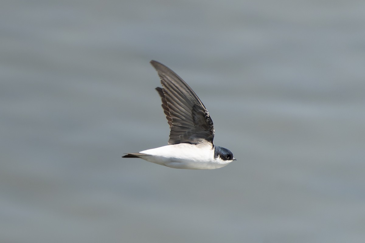 Siberian House-Martin - ML638859764