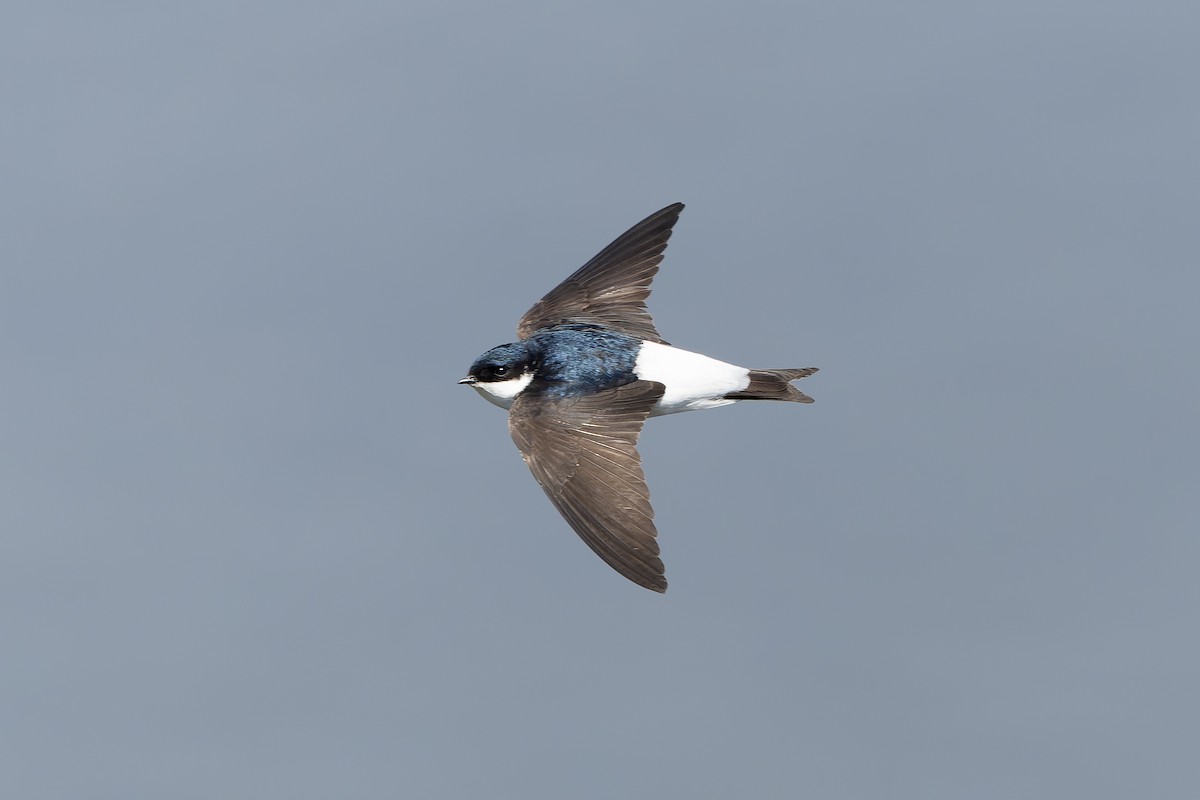 Siberian House-Martin - ML638859765