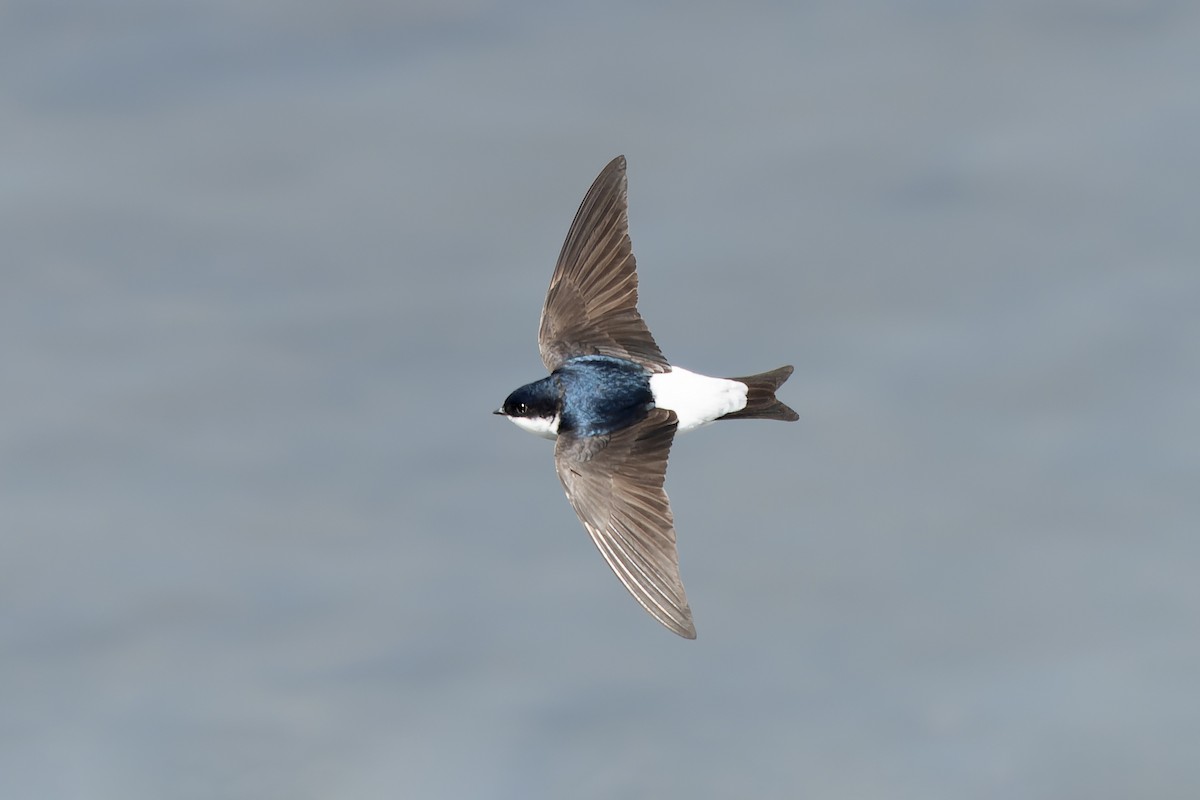 Siberian House-Martin - ML638859766