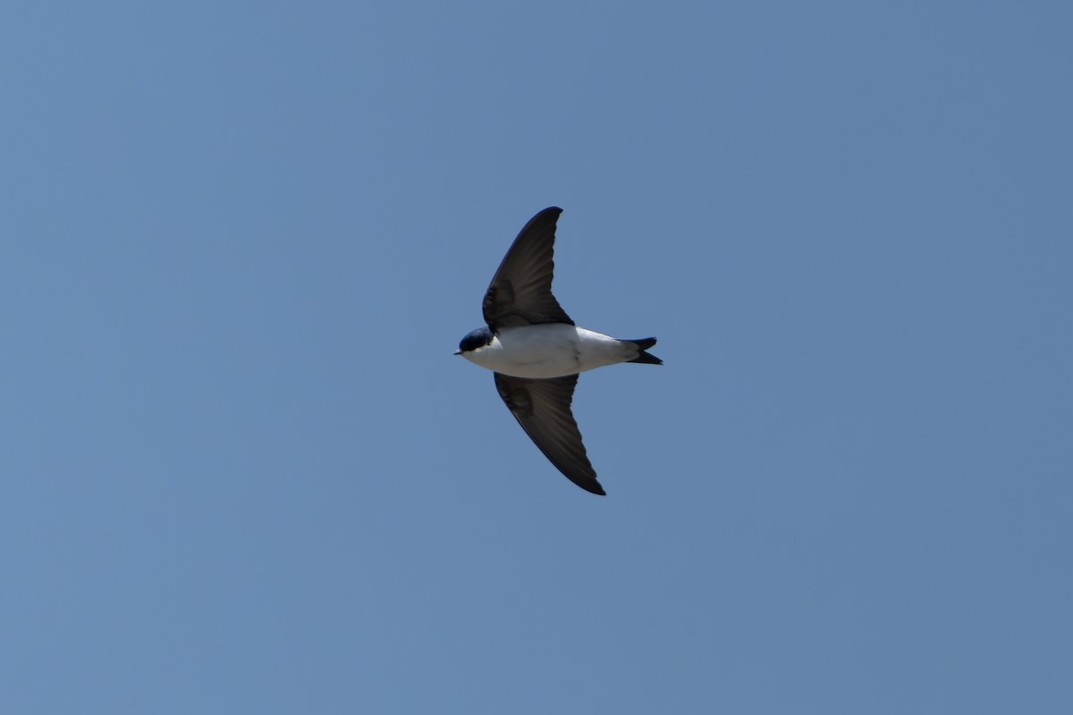 Siberian House-Martin - ML638859767