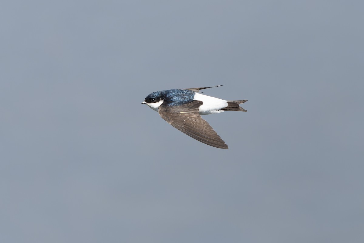 Siberian House-Martin - ML638859768
