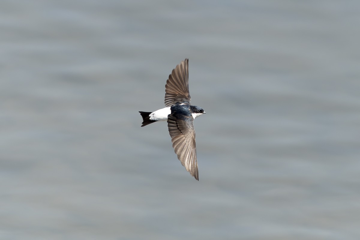 Siberian House-Martin - ML638859769