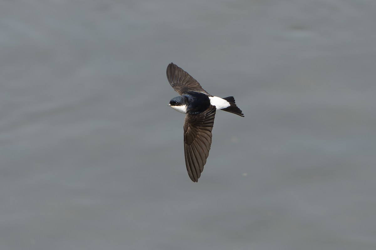 Siberian House-Martin - ML638859772