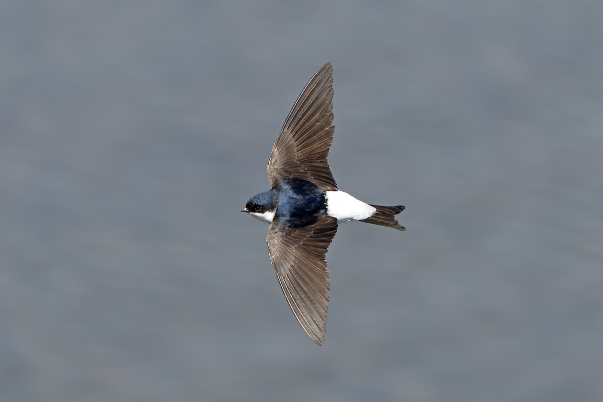 Siberian House-Martin - ML638859773