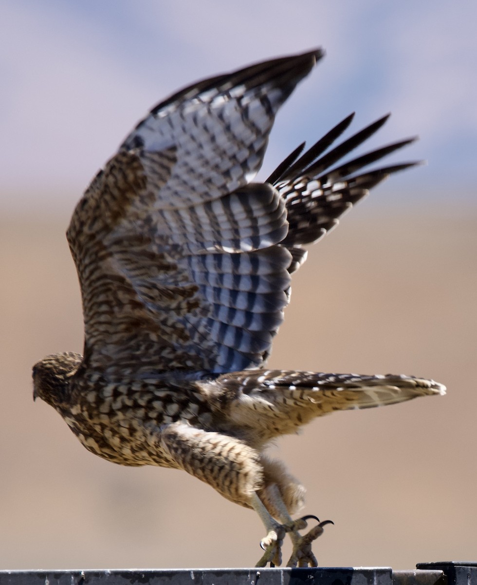 Red-shouldered Hawk - ML638859774