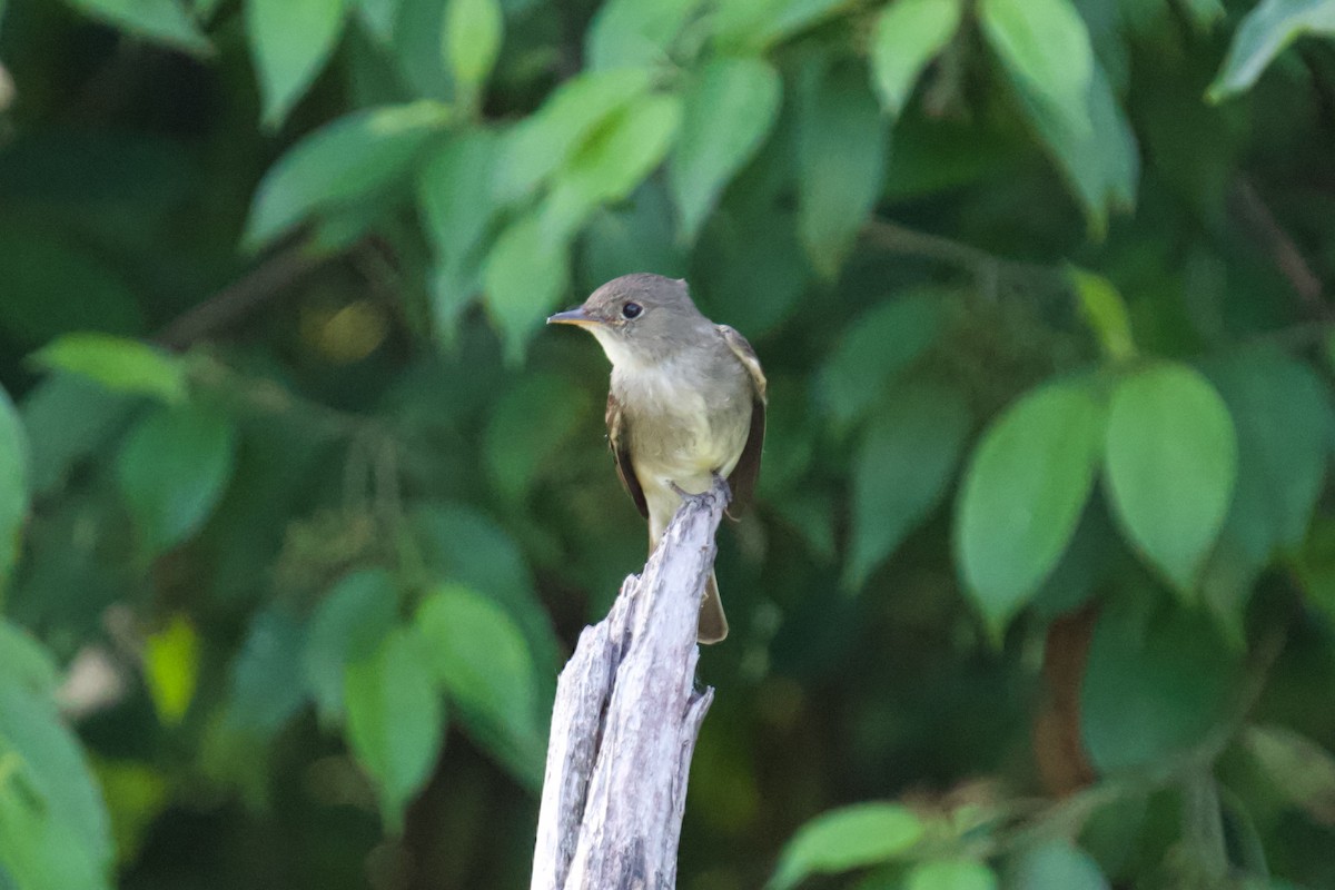 Acadian Flycatcher - ML638859779