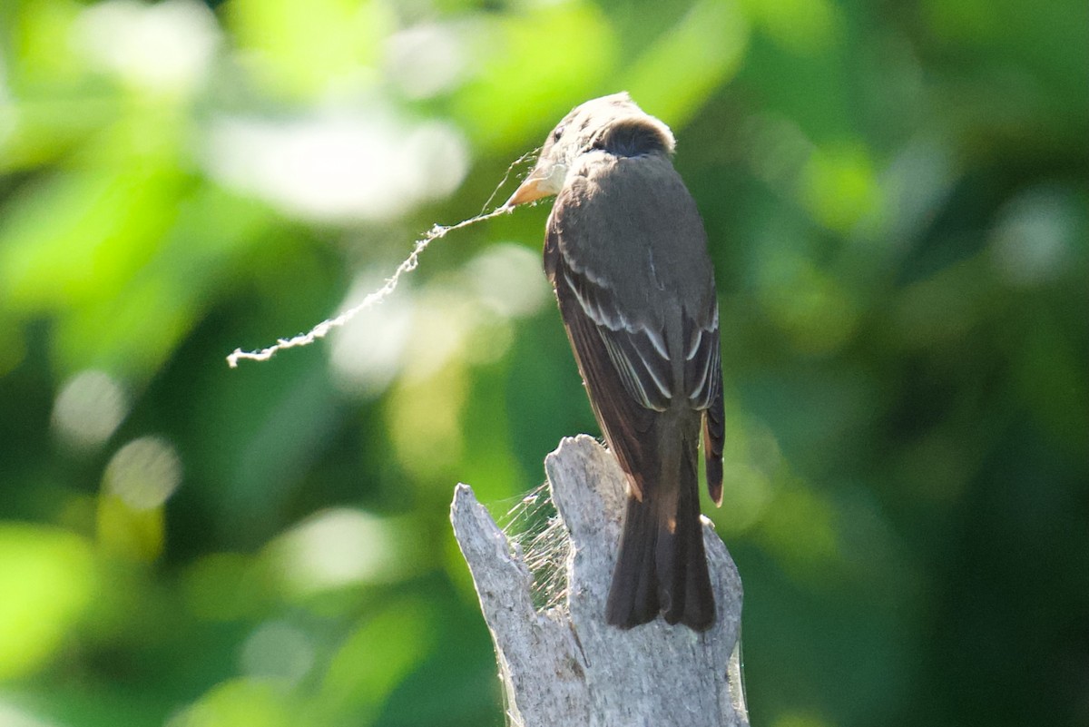 Acadian Flycatcher - ML638859783