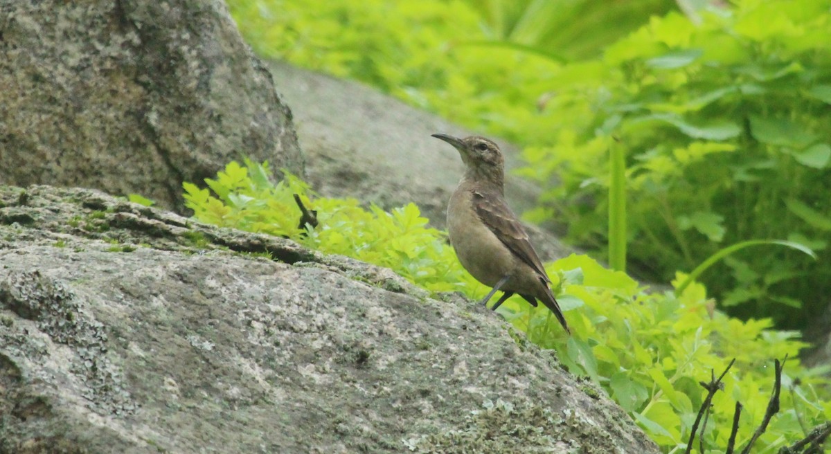 ハシブトジカマドドリ - ML638859801