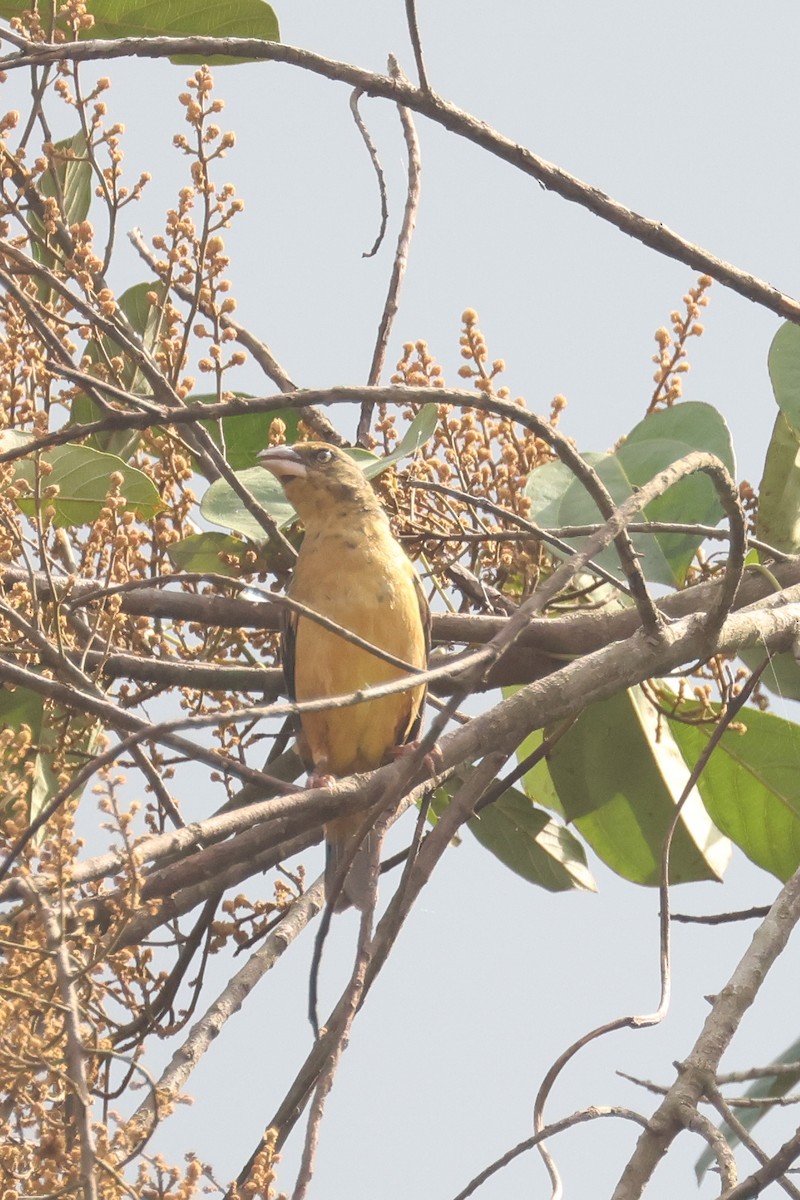 Chestnut-and-black Weaver - ML638859806