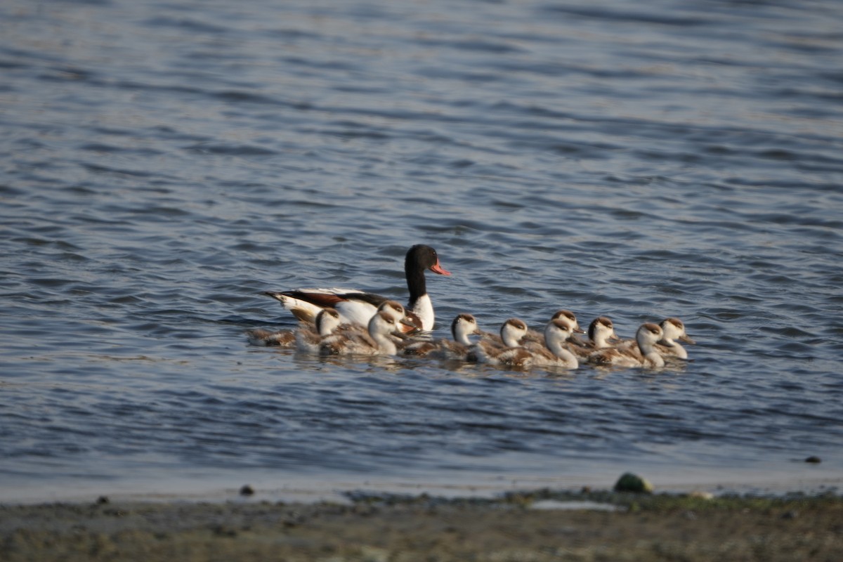 Common Shelduck - ML638859815