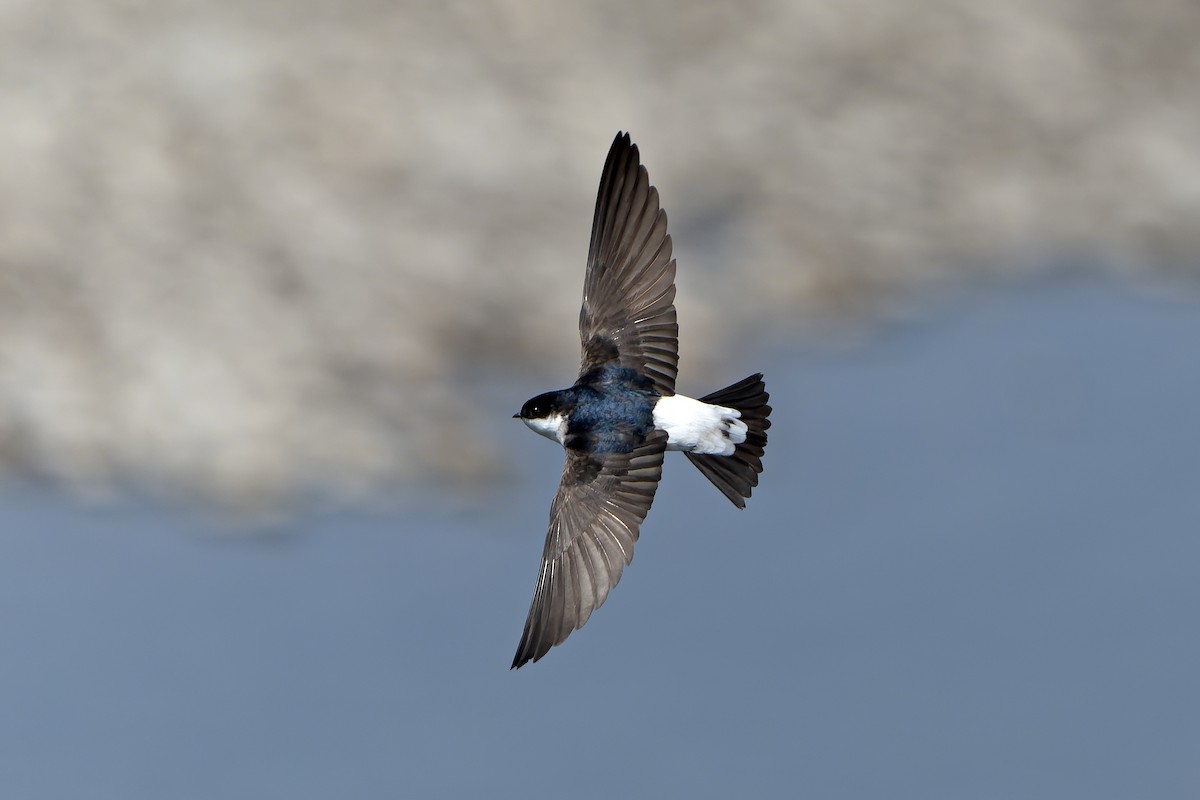 Siberian House-Martin - ML638859825