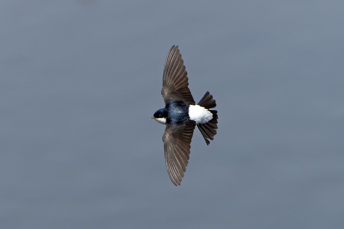 Siberian House-Martin - ML638859851