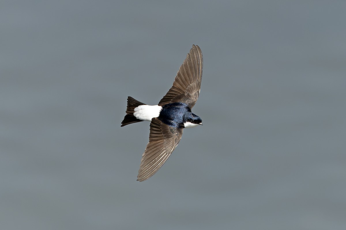 Siberian House-Martin - ML638859852