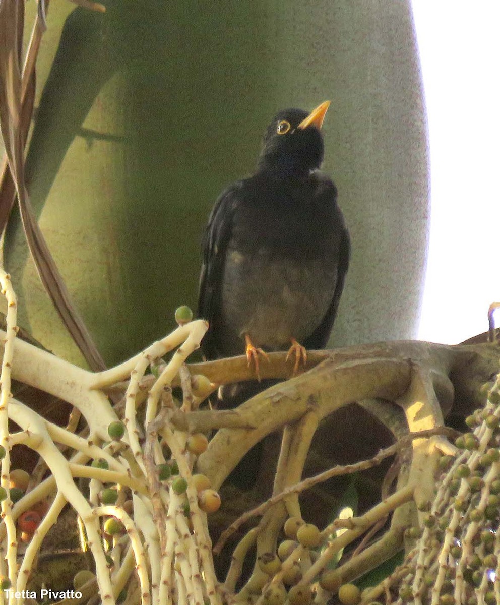 Yellow-legged Thrush - ML638859870
