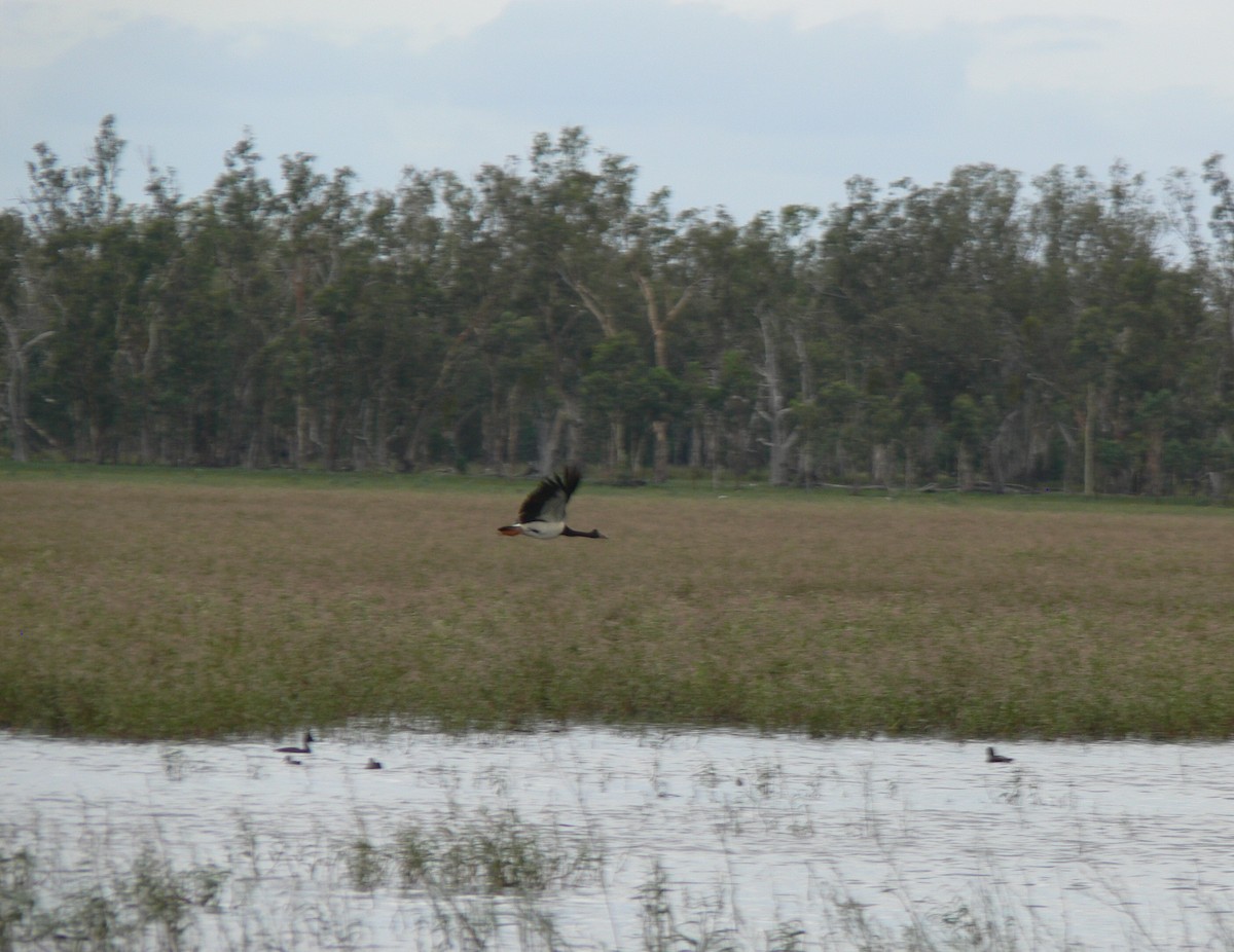 Magpie Goose - ML63886001