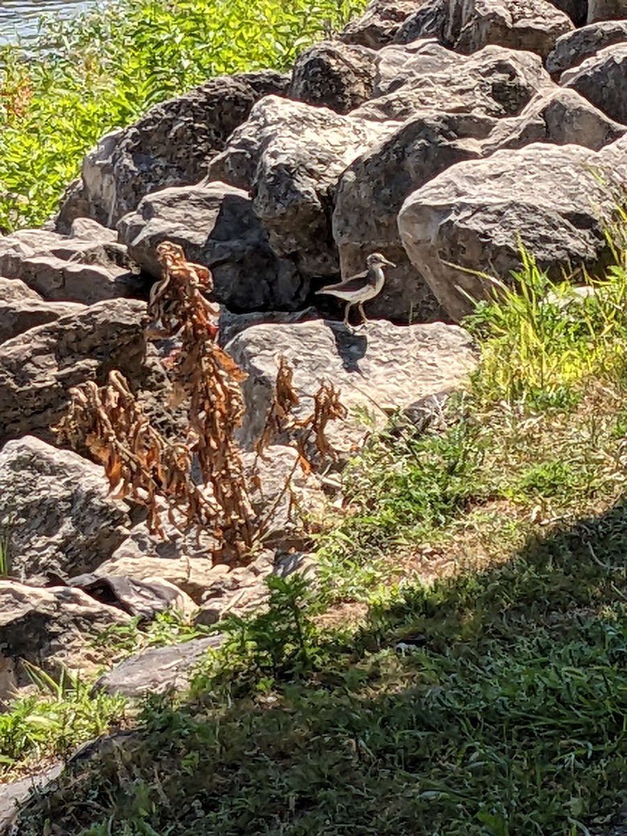 Spotted Sandpiper - ML638860063