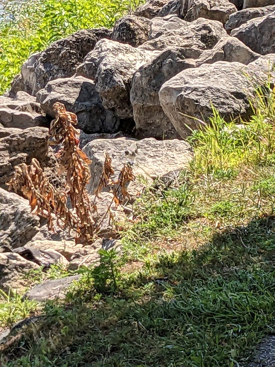 Spotted Sandpiper - ML638860082