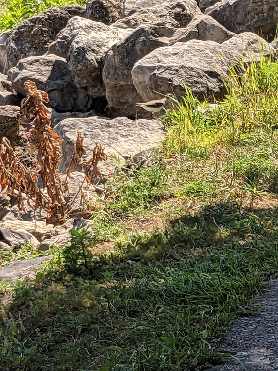 Spotted Sandpiper - ML638860083