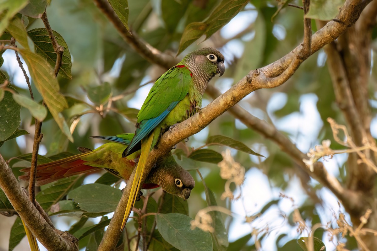 Blaze-winged Parakeet - Marcos Eugênio (Birding Guide)