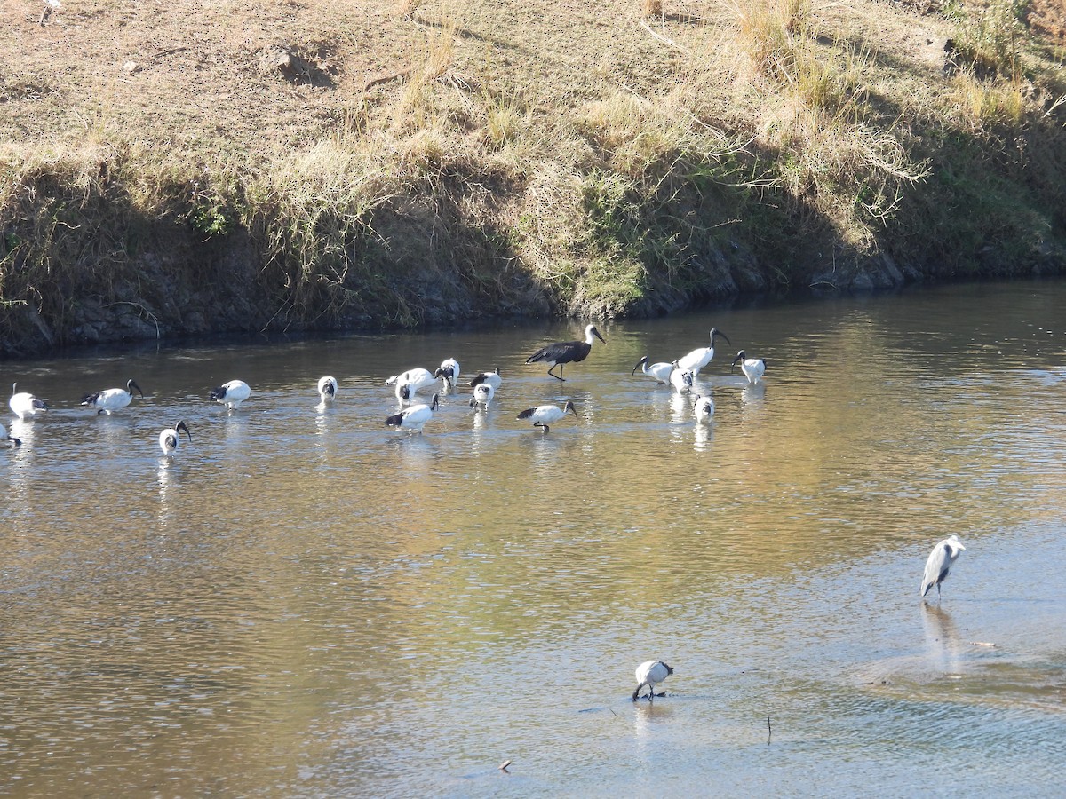African Woolly-necked Stork - ML638860136